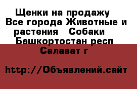 Щенки на продажу - Все города Животные и растения » Собаки   . Башкортостан респ.,Салават г.